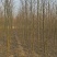 2-3公分垂柳树苗绿曦苗圃垂柳小苗基地，