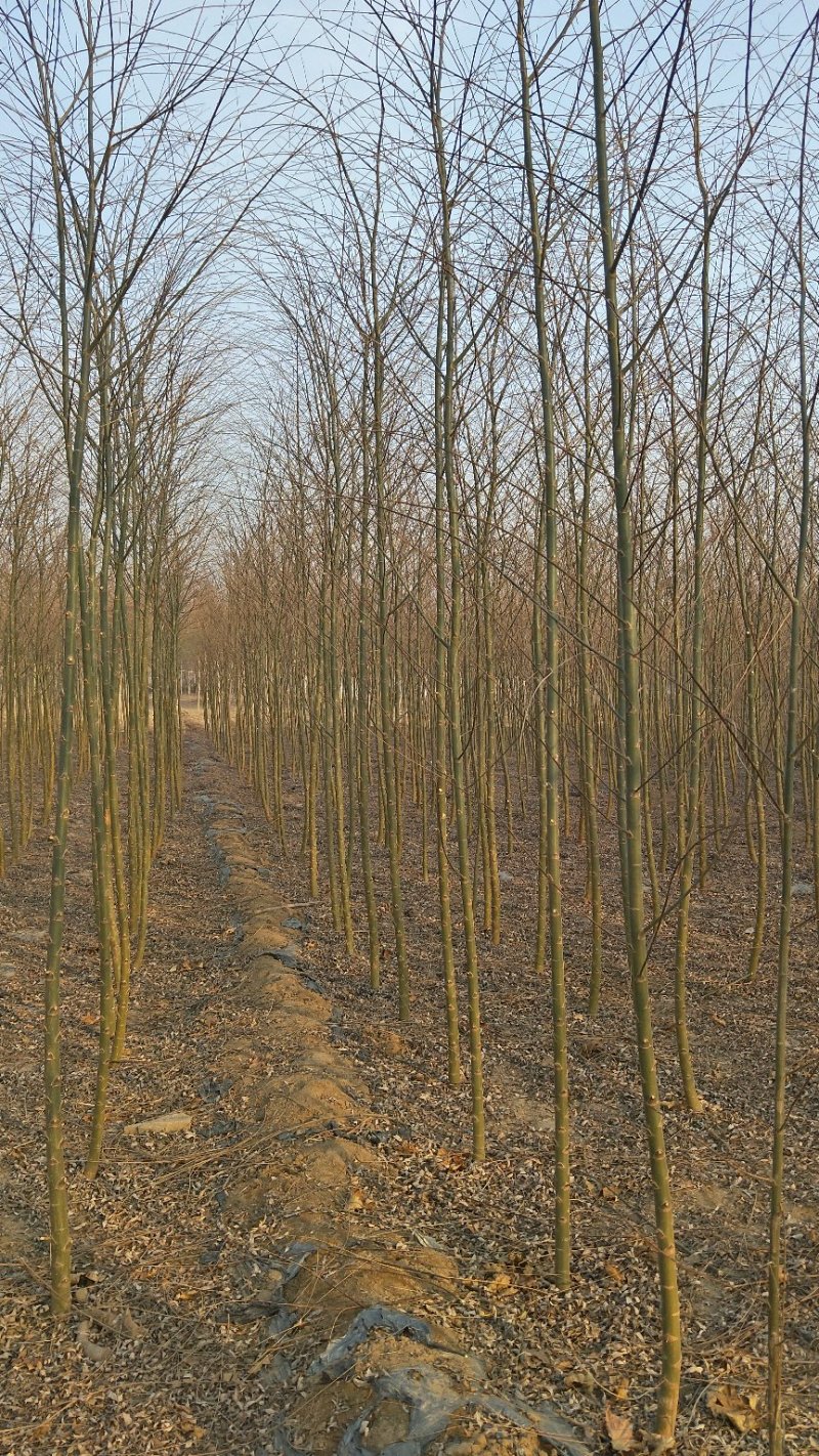 2-3公分垂柳树苗绿曦苗圃垂柳小苗基地，