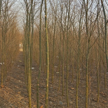 2-3公分垂柳树苗绿曦苗圃垂柳小苗基地，