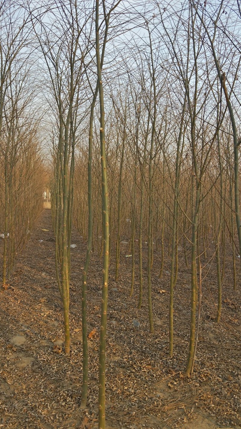 2-3公分垂柳树苗绿曦苗圃垂柳小苗基地，