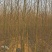 2-3公分垂柳树苗绿曦苗圃垂柳小苗基地，