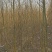 2-3公分垂柳树苗绿曦苗圃垂柳小苗基地，
