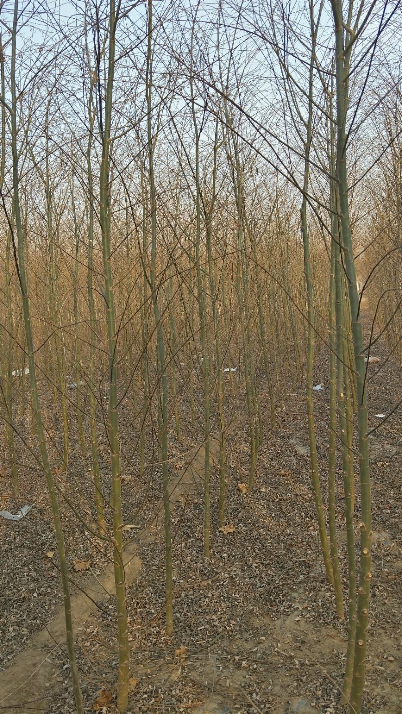 2-3公分垂柳树苗绿曦苗圃垂柳小苗基地，