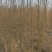 2-3公分垂柳树苗绿曦苗圃垂柳小苗基地，
