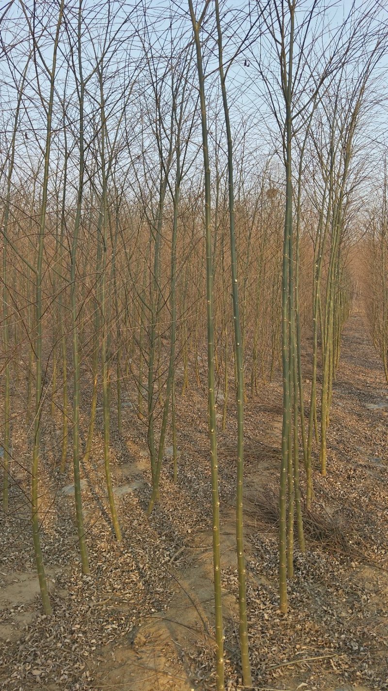 2-3公分垂柳树苗绿曦苗圃垂柳小苗基地，