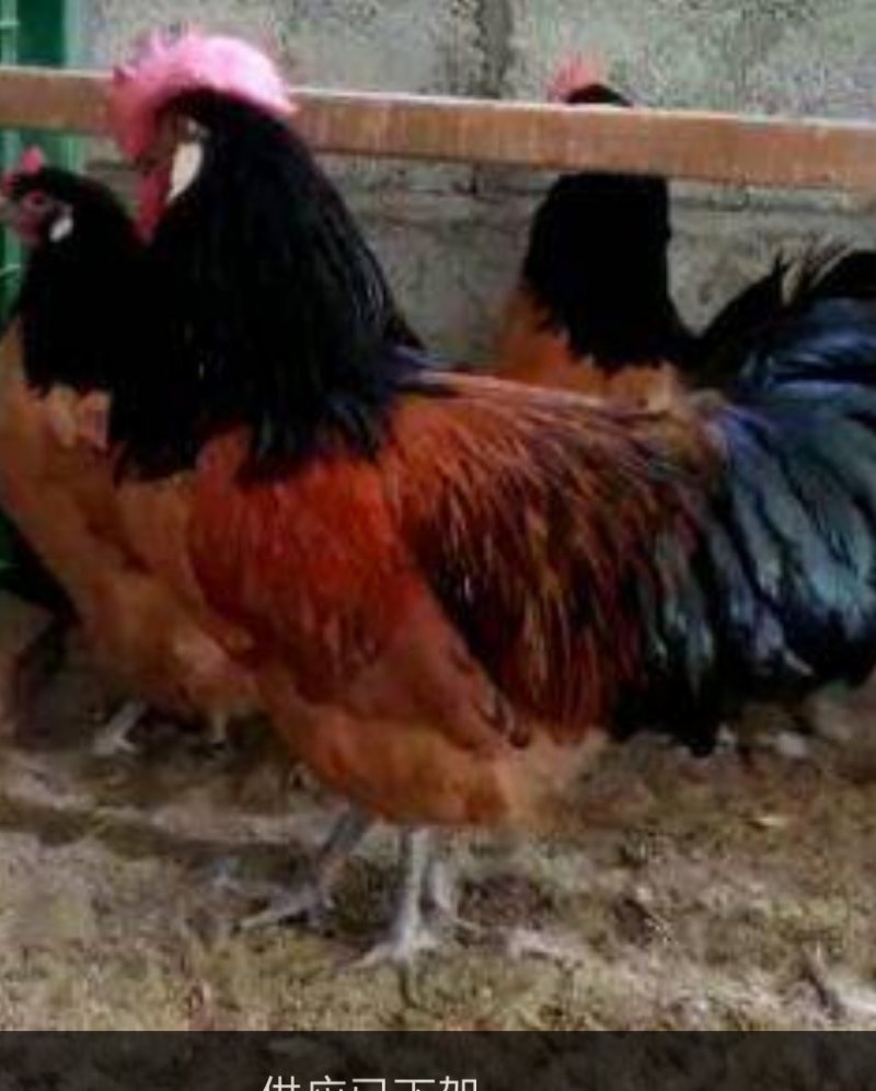 花斑鸡种蛋波兰斑点鸡受精蛋10个防震包装顺丰包邮