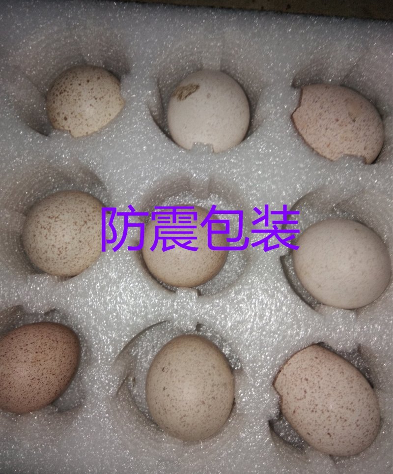 花斑鸡种蛋波兰斑点鸡受精蛋10个防震包装顺丰包邮