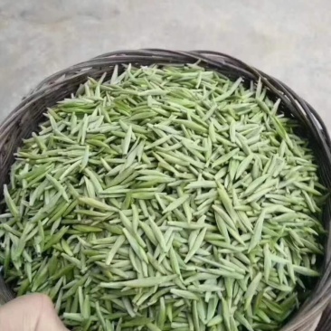 2021春茶头茶竹叶青