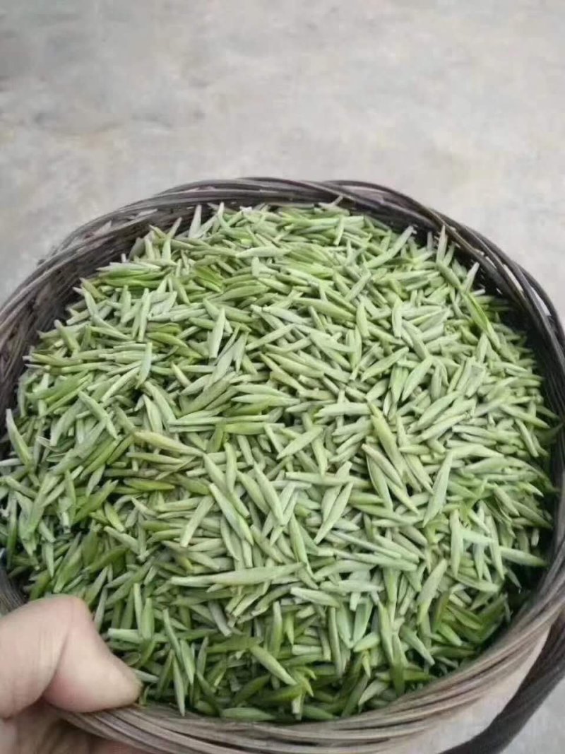 2021春茶头茶竹叶青