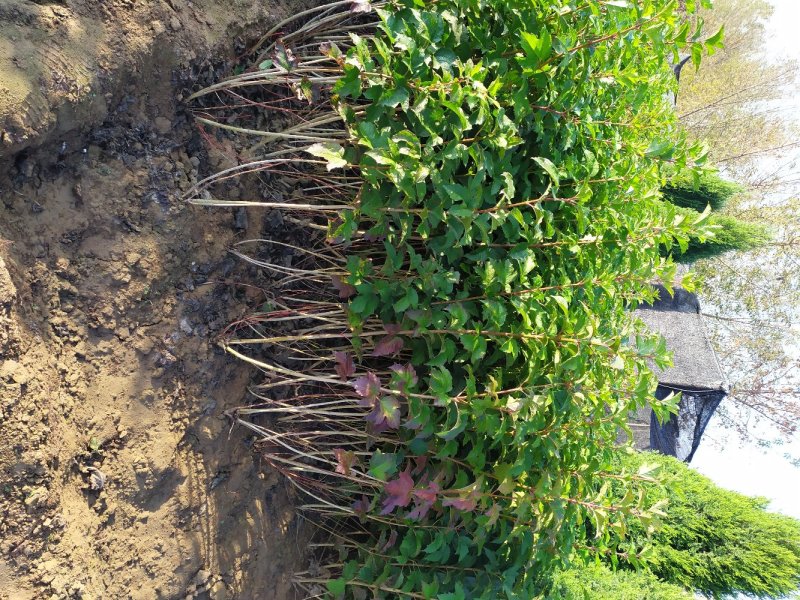 供应，天目琼花80-120高4-5枝，冠幅30-50公分