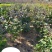 供应，天目琼花80-120高4-5枝，冠幅30-50公分