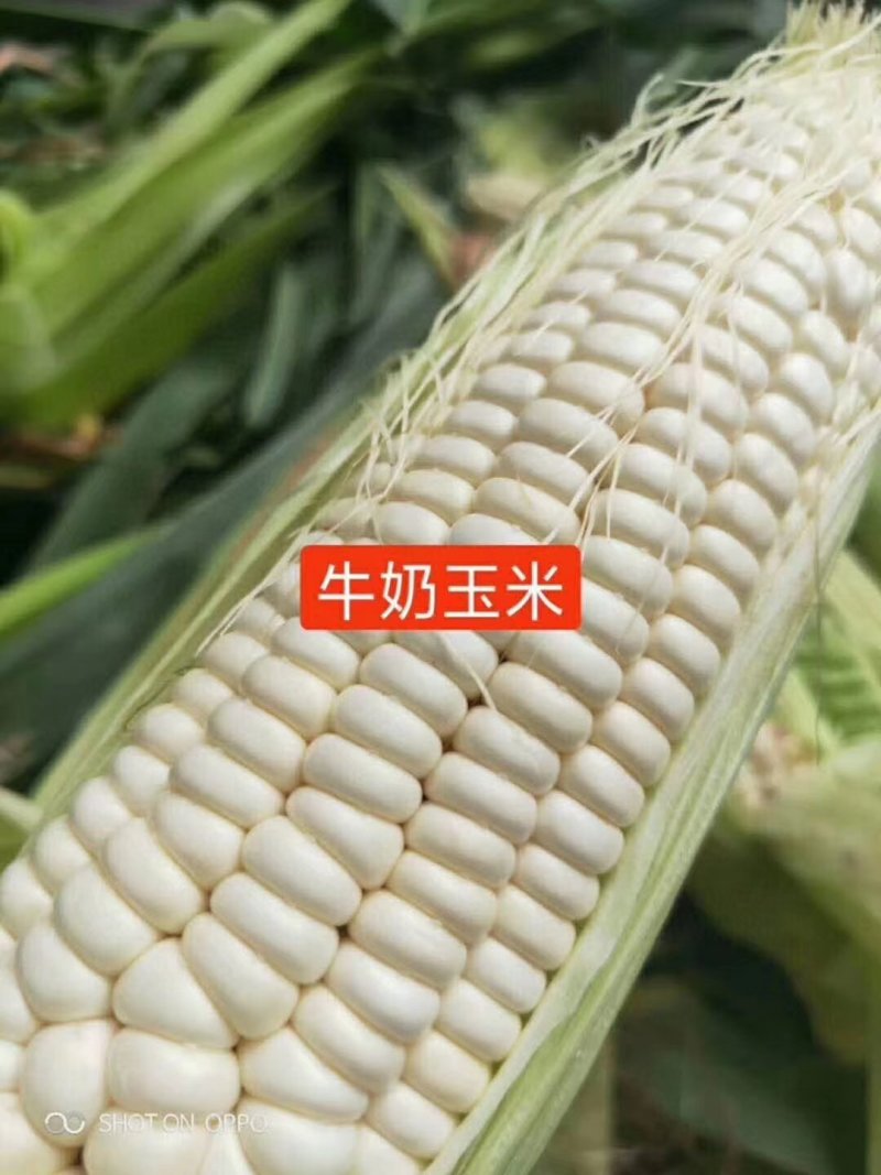 新品上架牛奶糯玉米8斤装，，，，，，，，，