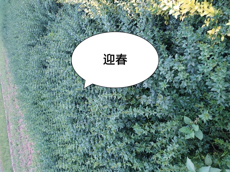 供应，迎春50-100公分4个分枝以上，条长50以上