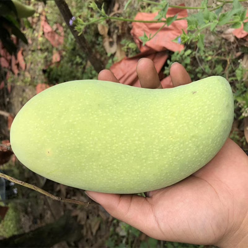 海南金煌芒活动进行时，，，，，，，，，，，，
