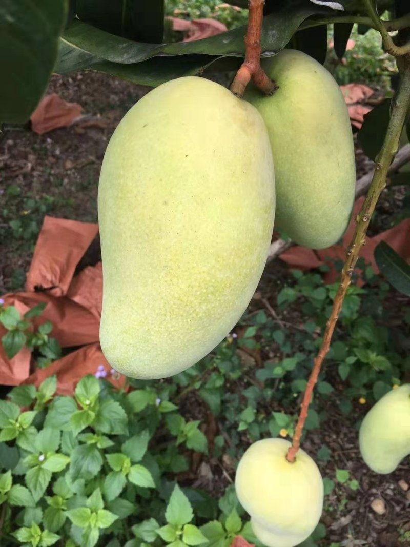 海南金煌芒活动进行时，，，，，，，，，，，，