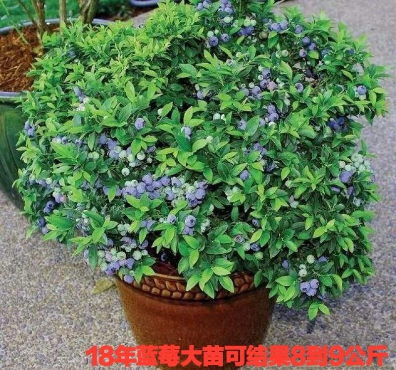 蓝莓苗（庭院居室，南方北方，均可种植，适合偏酸性土壤）