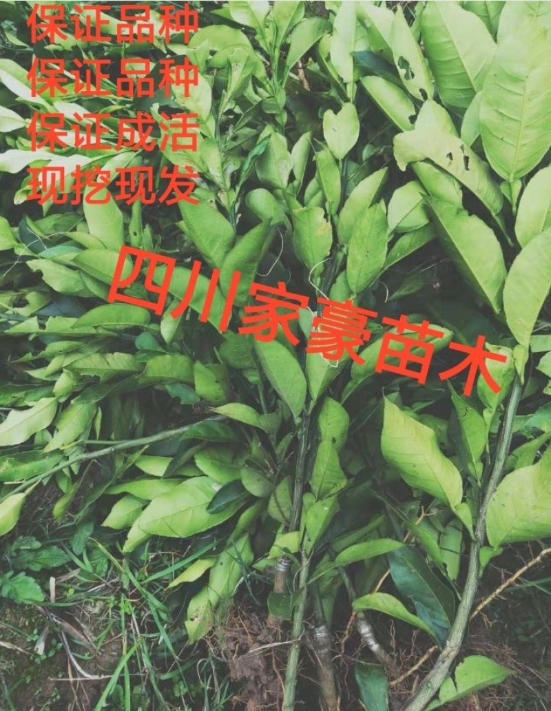 自家基地培育耙耙柑嫁接苗椪柑沃柑现挖现发保湿发货保结果