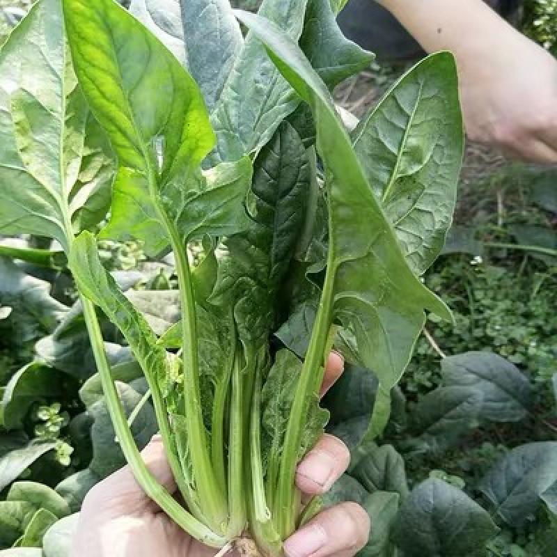 【加工厂】散菠菜大量走货中欢迎采购