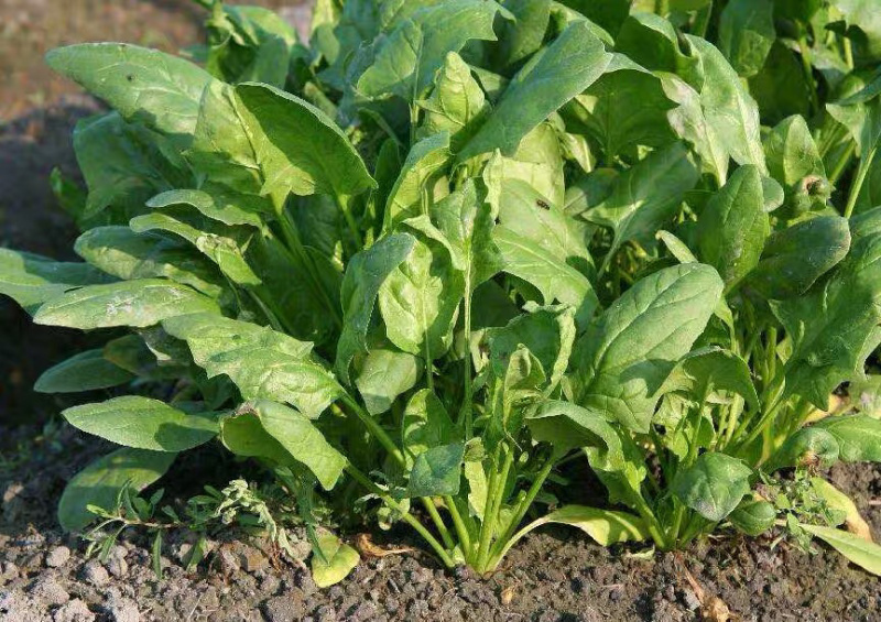 【加工厂】散菠菜大量走货中欢迎采购