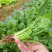 【加工厂】散菠菜大量走货中欢迎采购