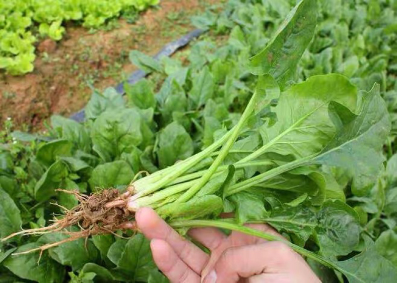 【加工厂】散菠菜大量走货中欢迎采购