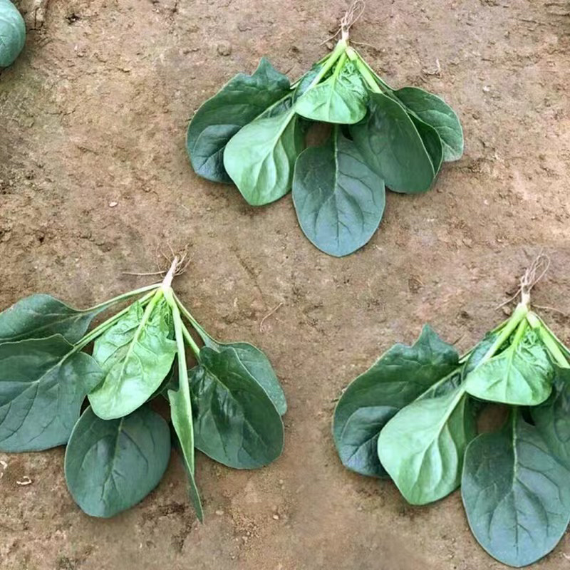 【加工厂】散菠菜大量走货中欢迎采购