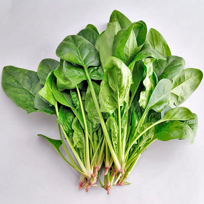 【加工厂】散菠菜大量走货中欢迎采购