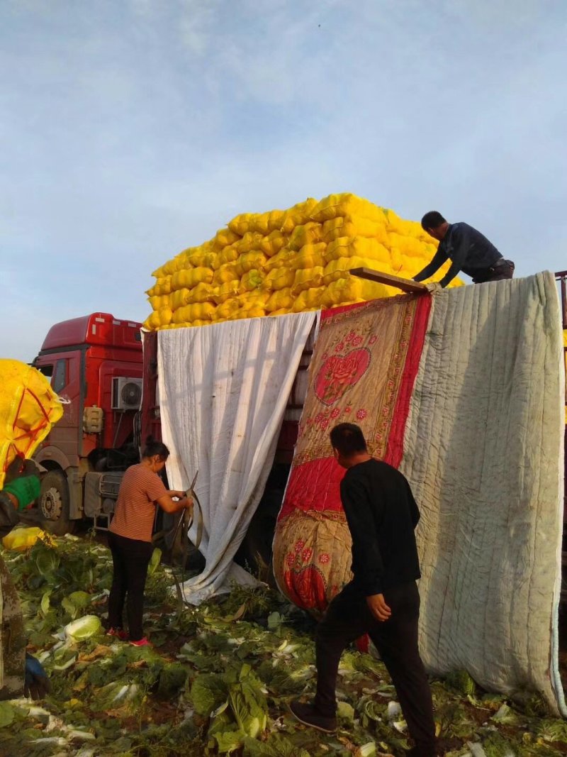 河北张家口坝上沽源县黄心大白菜玲珑黄量大产地直供