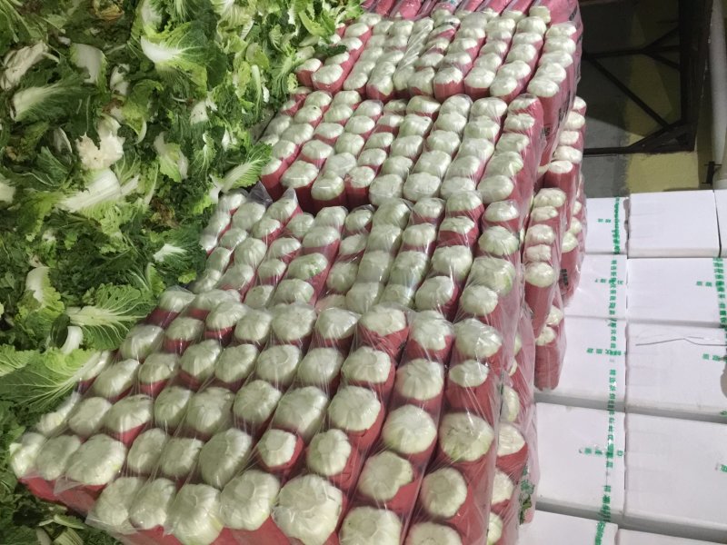 河北张家口坝上沽源县黄心大白菜玲珑黄量大产地直供