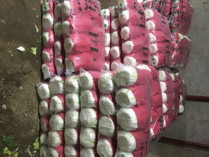 河北张家口坝上沽源县黄心大白菜玲珑黄量大产地直供