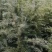 雪松苗河南雪松产地直销可视频看货包上车一条龙服务