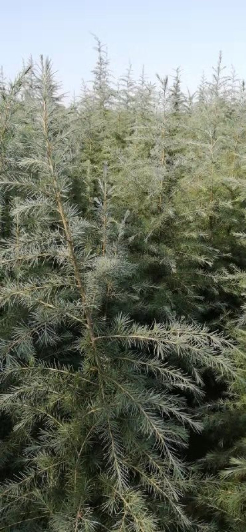 雪松苗河南雪松产地直销可视频看货包上车一条龙服务