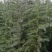 雪松苗河南雪松产地直销可视频看货包上车一条龙服务