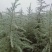 雪松苗河南雪松产地直销可视频看货包上车一条龙服务
