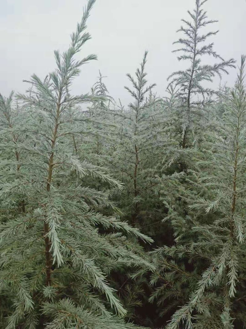 雪松苗河南雪松产地直销可视频看货包上车一条龙服务