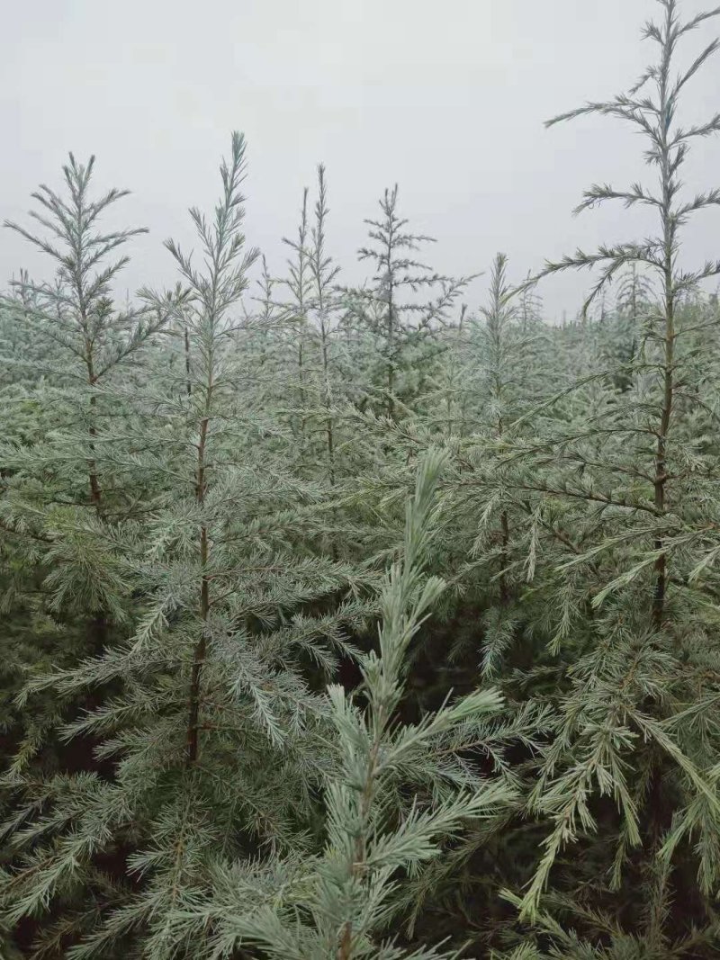雪松苗河南雪松产地直销可视频看货包上车一条龙服务