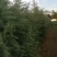 雪松苗河南雪松产地直销可视频看货包上车一条龙服务