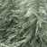 雪松苗河南雪松产地直销可视频看货包上车一条龙服务