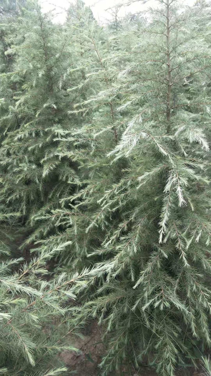 雪松苗河南雪松产地直销可视频看货包上车一条龙服务