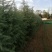 雪松苗河南雪松产地直销可视频看货包上车一条龙服务