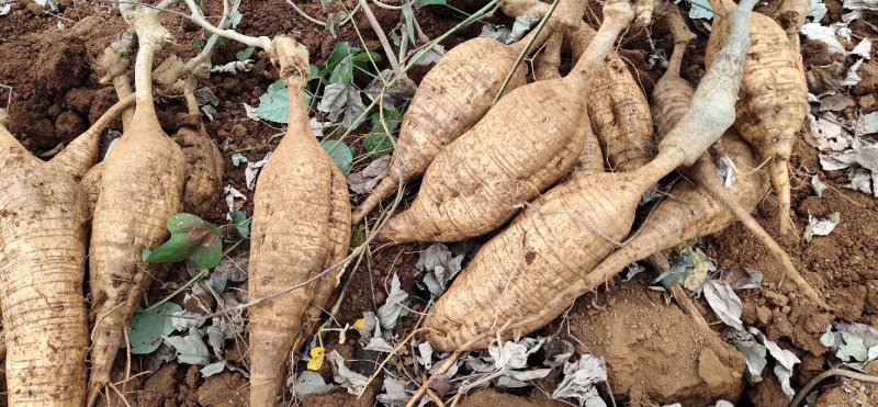 粉葛:博园农业专业种植供应出口:粉葛