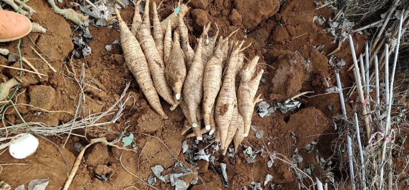 粉葛:广西平乐博园农粉葛种植基地: