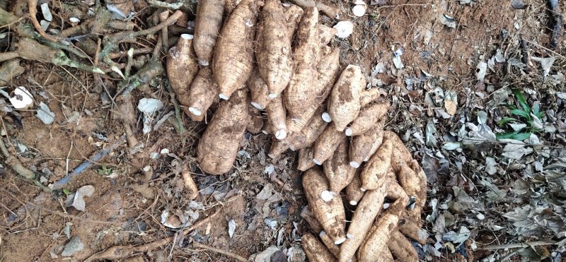 粉葛:广西平乐博园农粉葛种植基地: