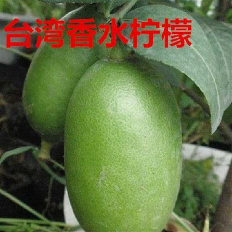 新品种水果苗手指柠檬苗32一棵包邮台湾香水柠檬树苗