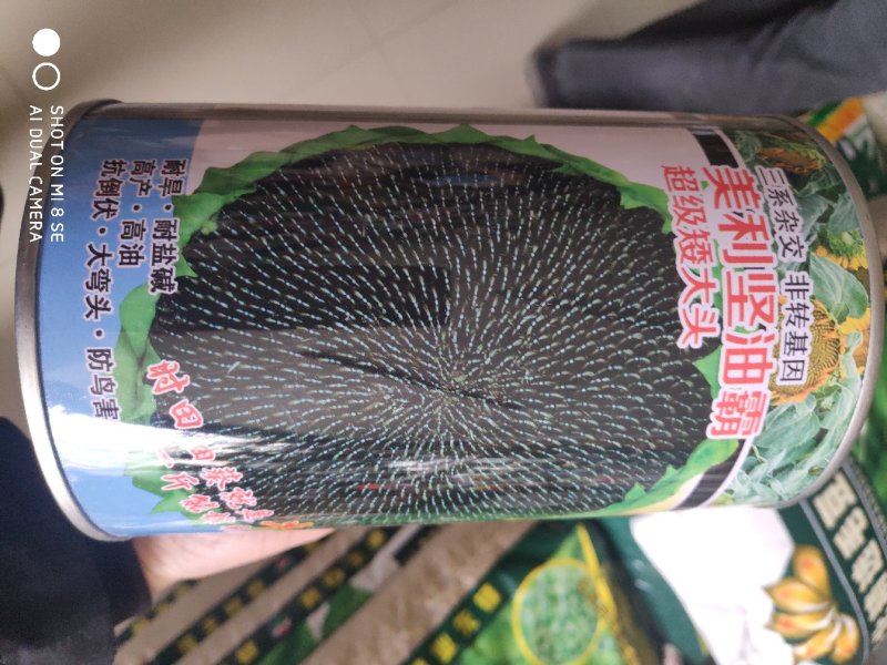 美利坚油霸向日葵种子
