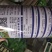 美利坚油霸向日葵种子