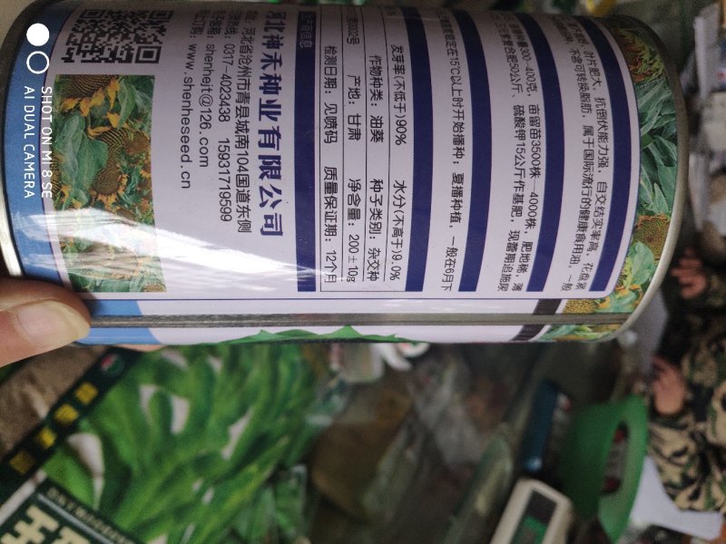 美利坚油霸向日葵种子