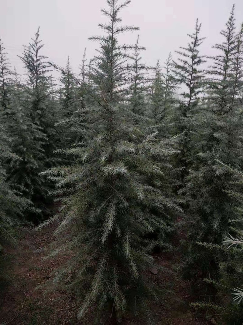 雪松河南雪松1—9米雪松可视频看货包挖装车一条龙服务