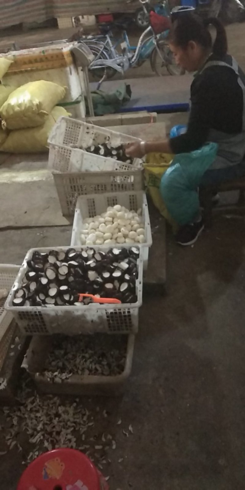 新鲜芦根，手工大马蹄