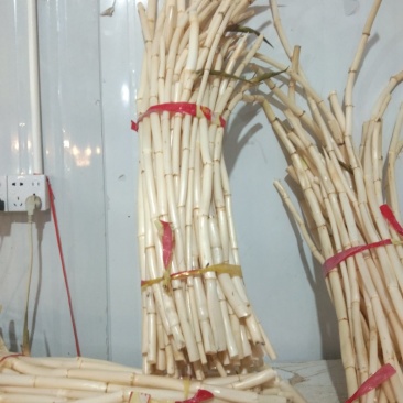 新鲜芦根，手工大马蹄